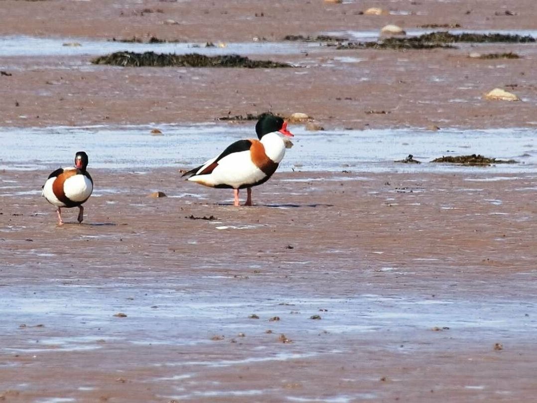 Hoburne Blue Anchor - Holiday Accommodation 2382