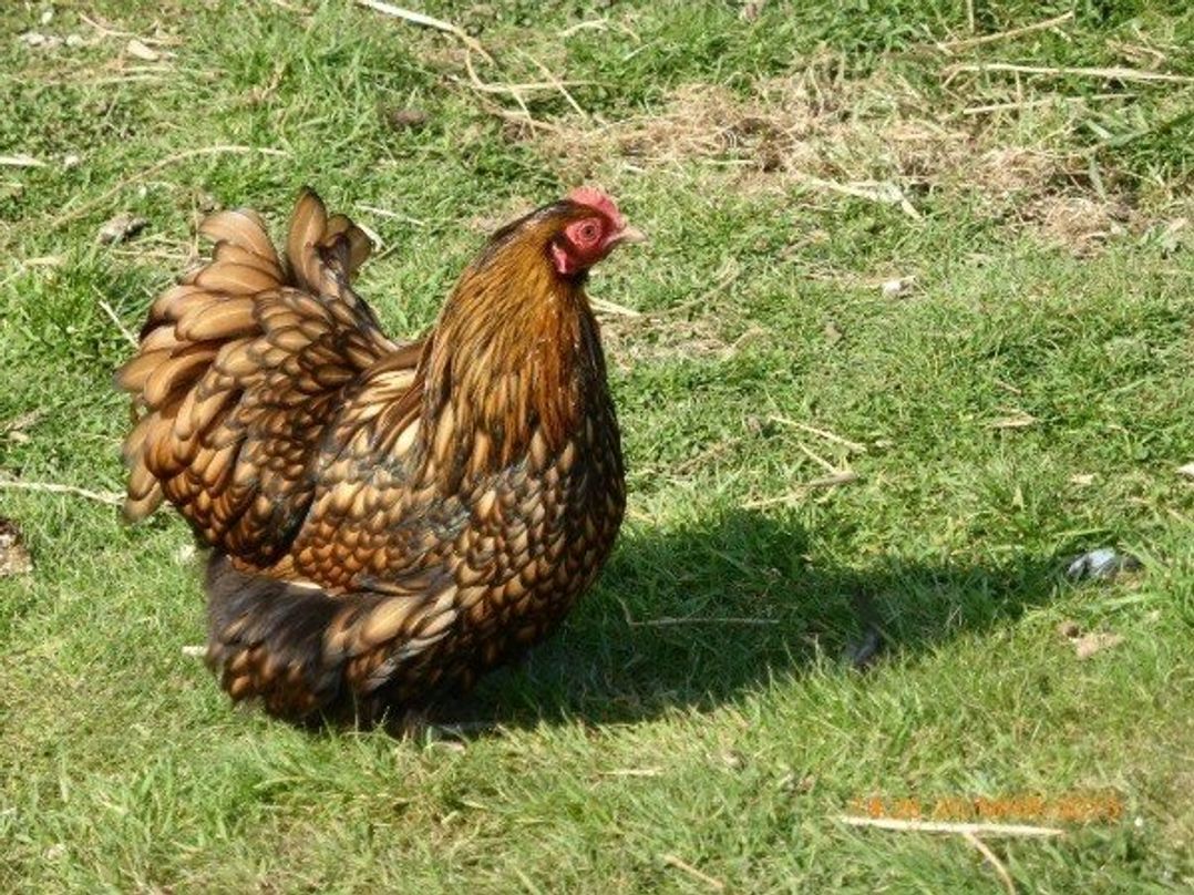 Barnston Farm - Holiday Accommodation 3594