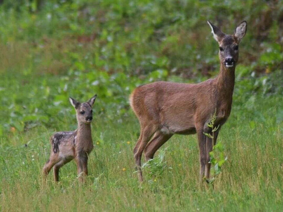 Black Beck Farm - Holiday Accommodation 460