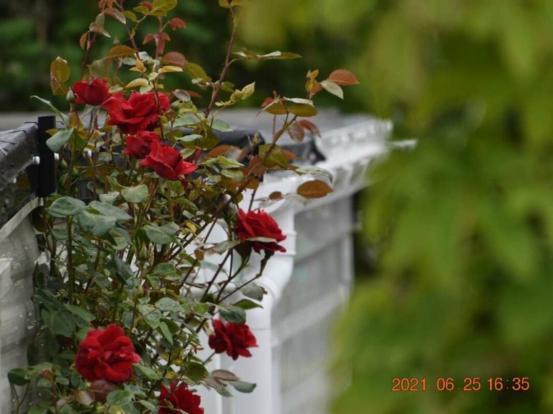 Munlochy (private land) - Holiday Accommodation 5037