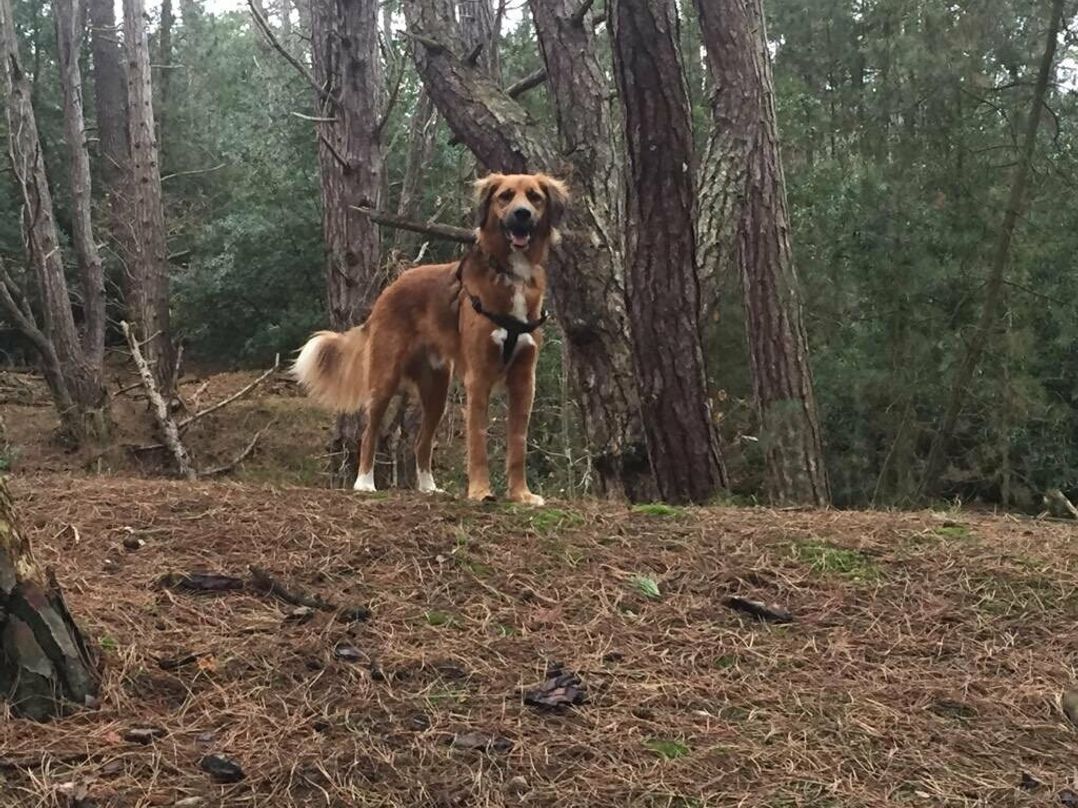 Pinewoods Holiday Park - Holiday Accommodation 6620