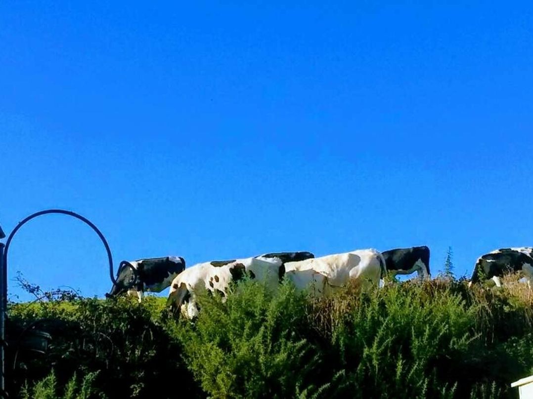 Smytham Holiday Park - Holiday Accommodation 9561