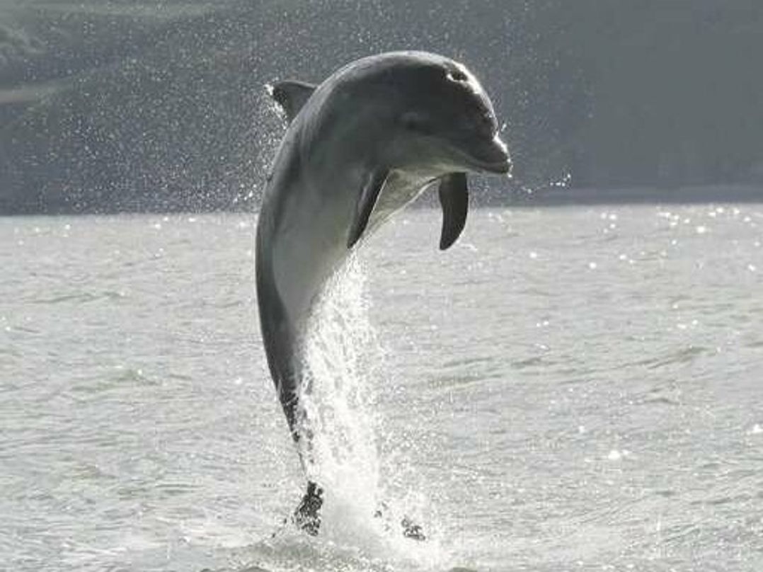 Penlan Holiday Park - Holiday Accommodation 9745