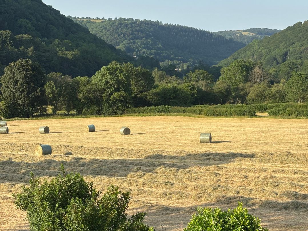 Araelfa