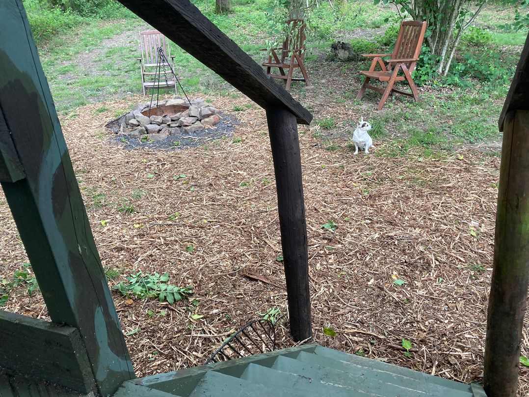 The Tree House in the Woods