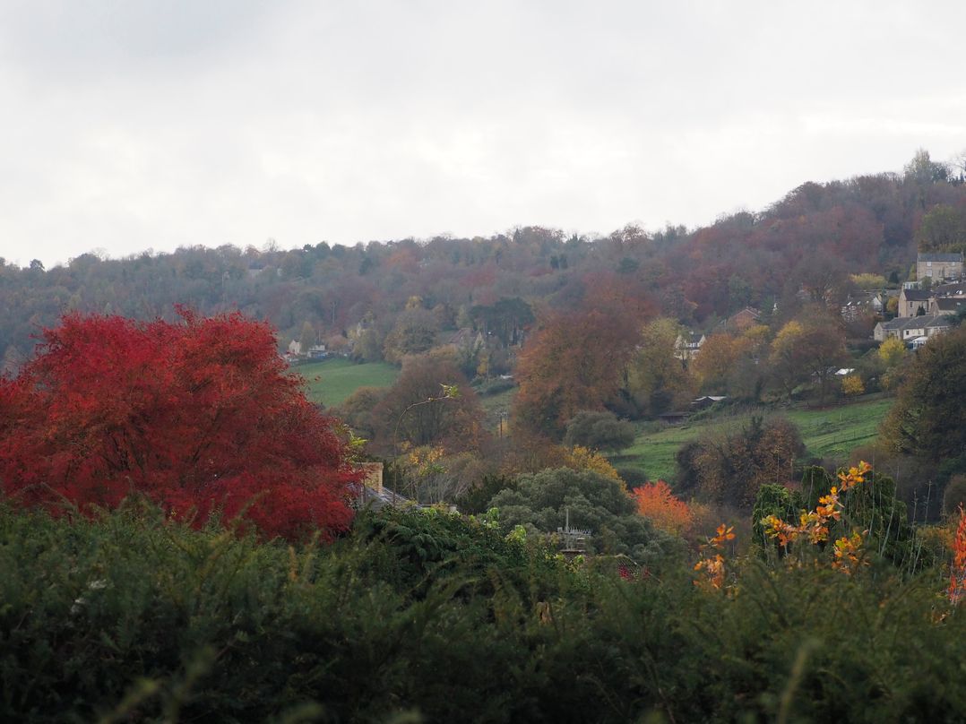 Golden Valley View