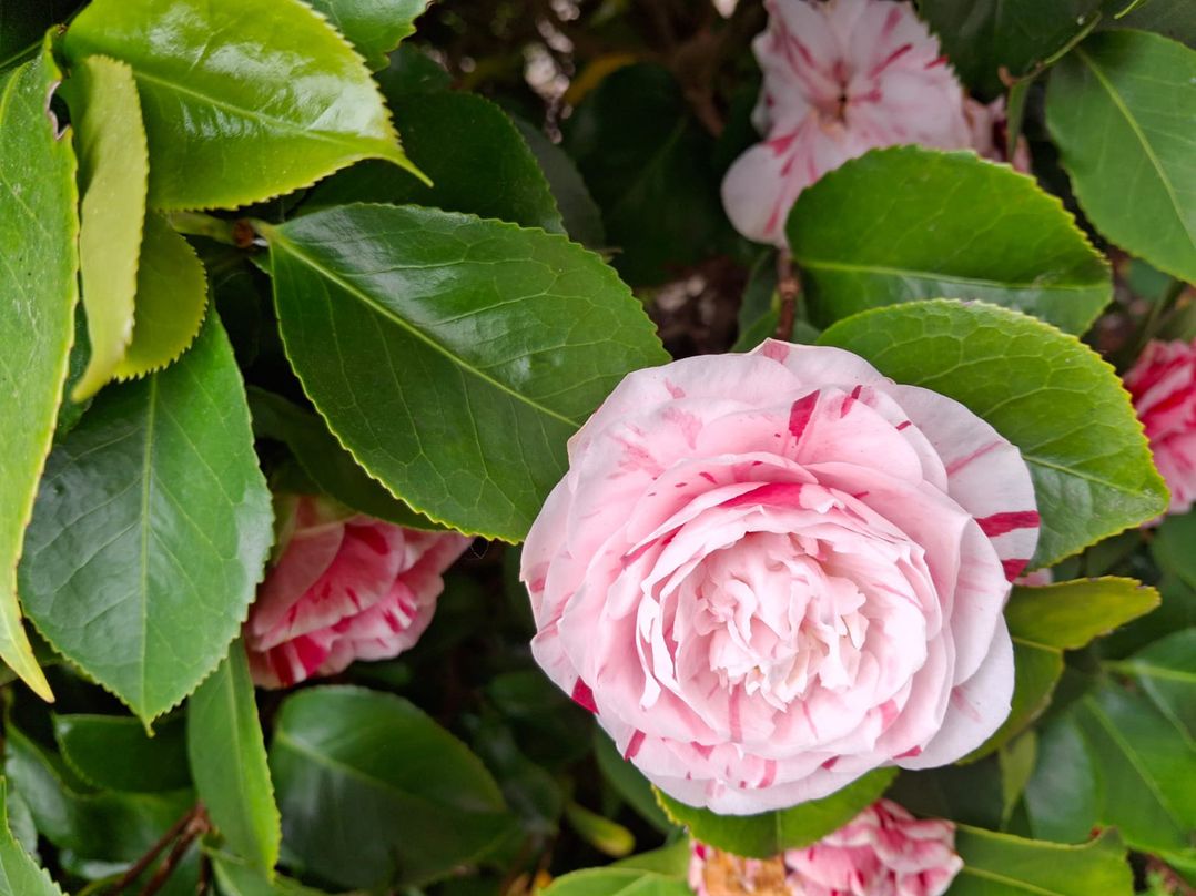Camellia Cottage