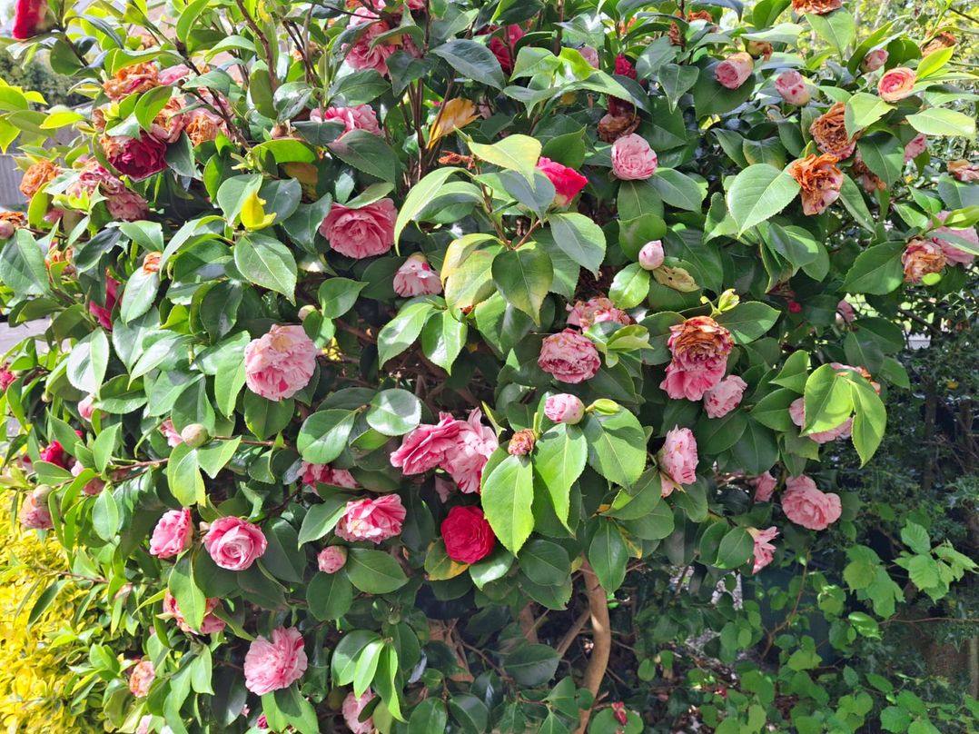 Camellia Cottage