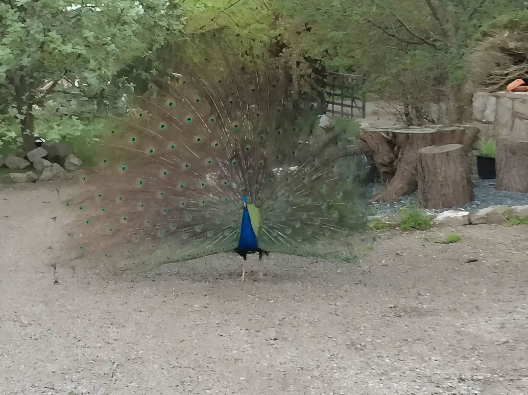 Converted Stone Barn -20 Acres - Farm Animals!