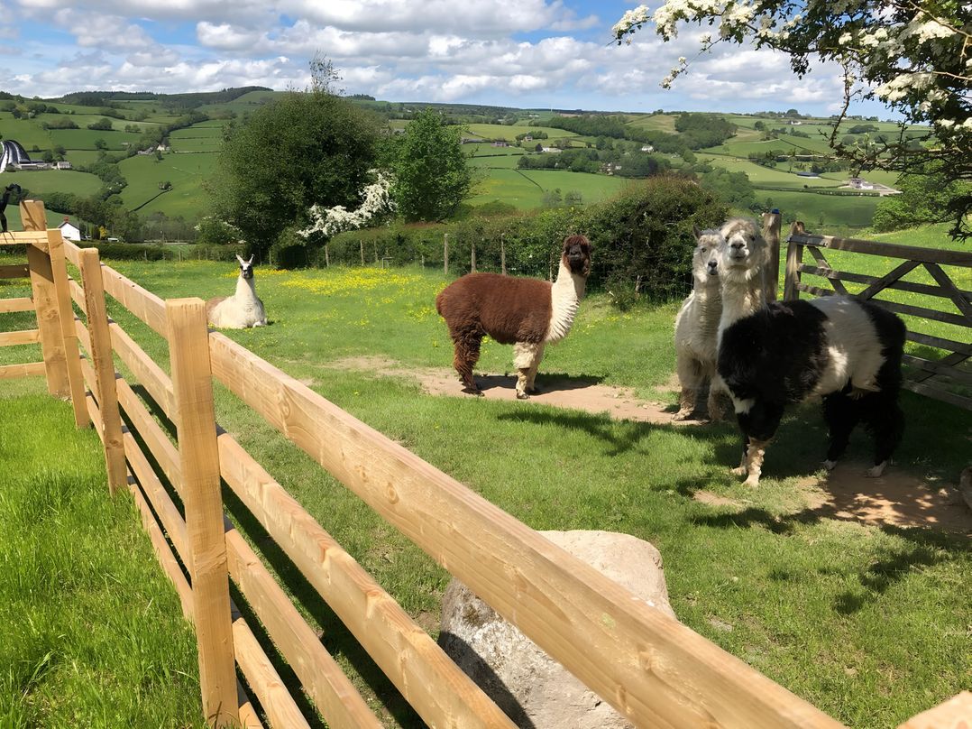 The Shepherds Hut at Hafoty Boeth