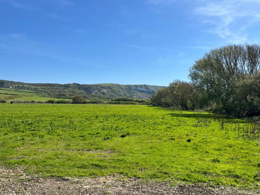 The Orchard