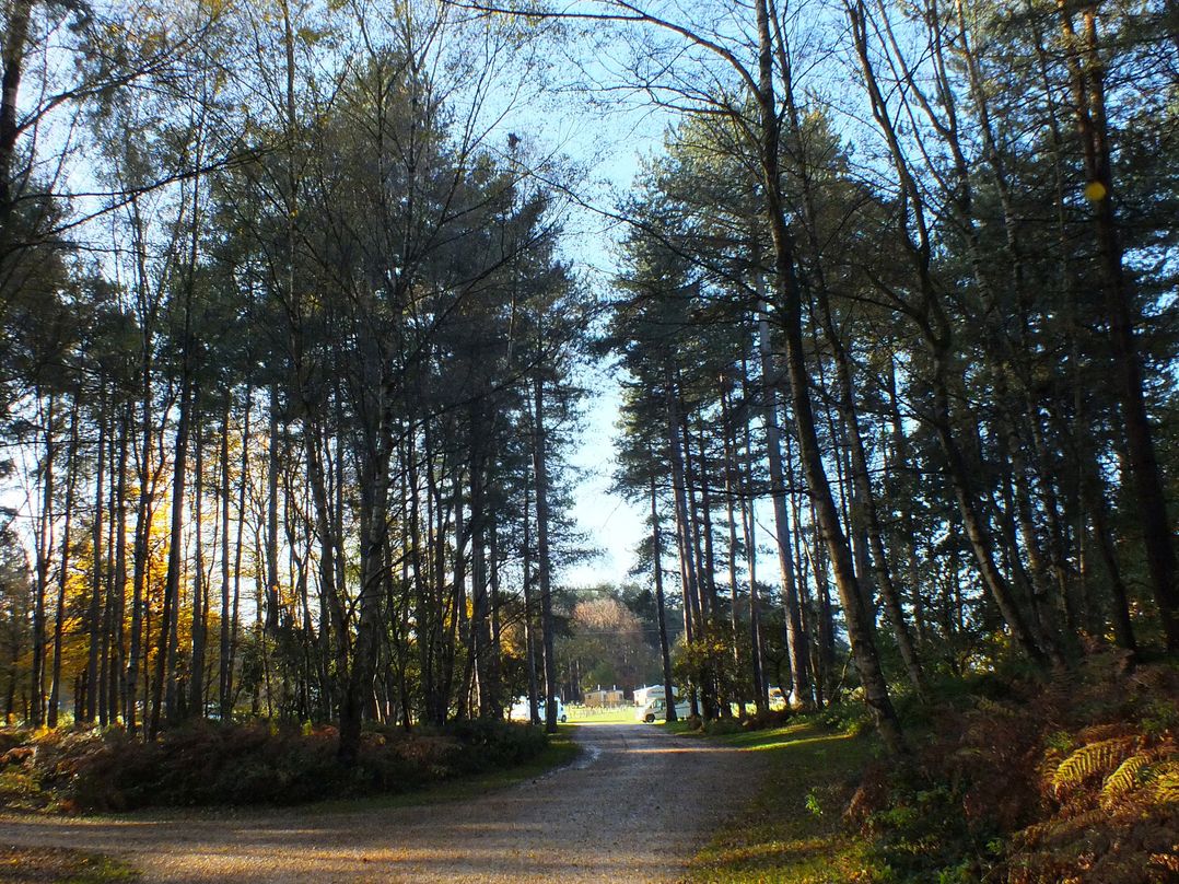 Sherwood Pines - Family Pod 5