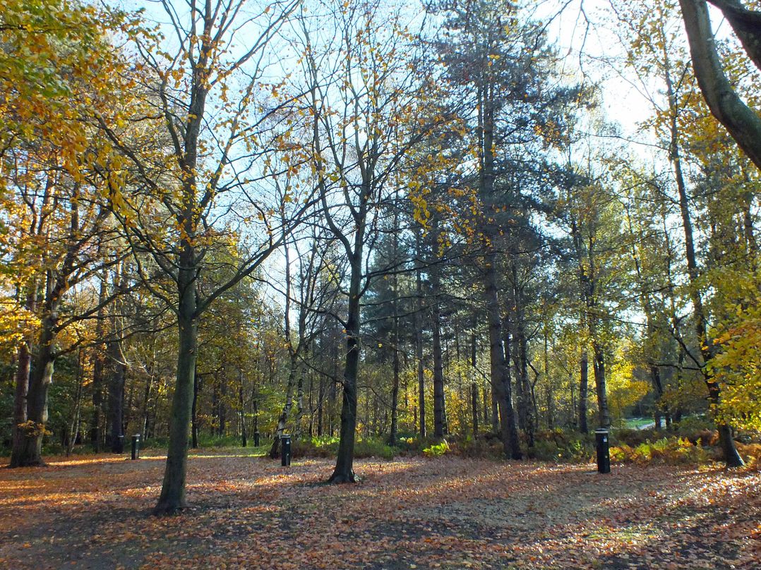 Sherwood Pines - Deluxe Pod 3