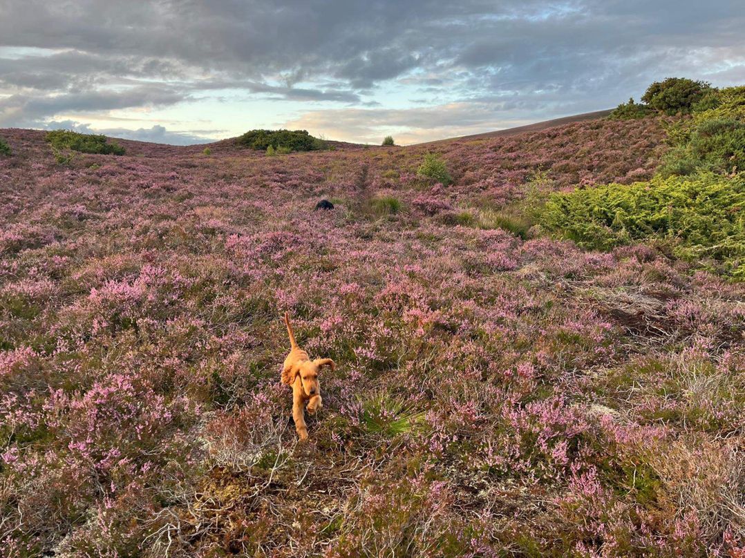 Migdale Heights - Luxury Cabins in The Highlands