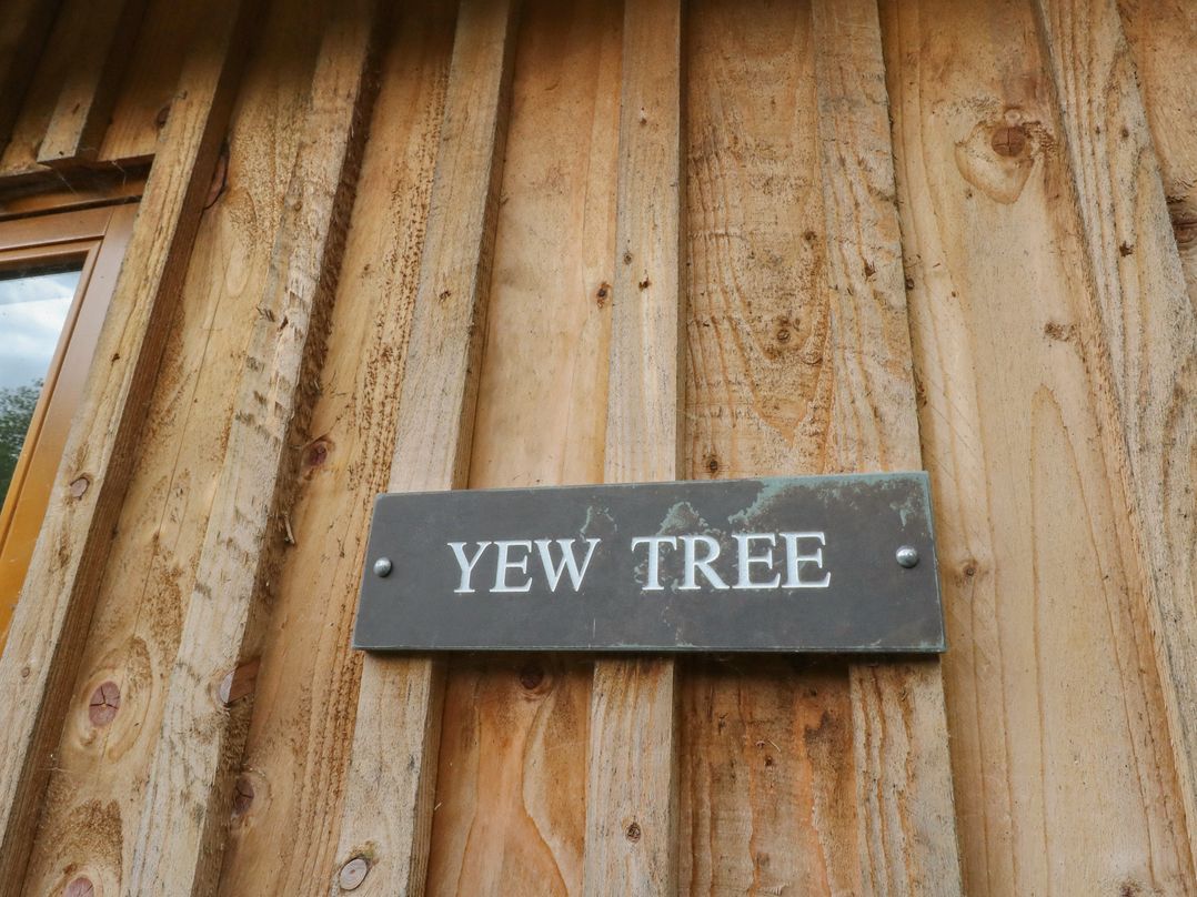 Yew Tree