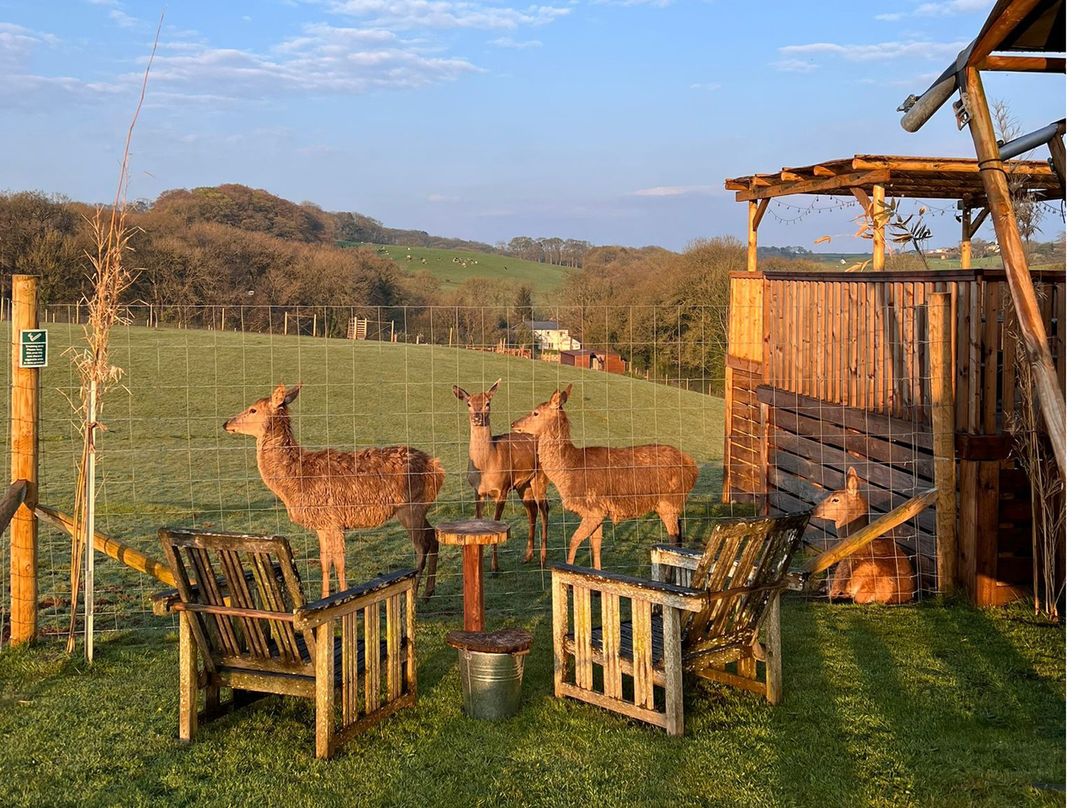 Luxury Safari Lodge Sleeps 4/6 Deer Park Dogs Ok