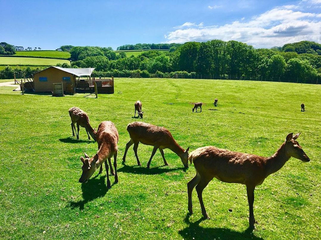 Luxury Safari Lodge Sleeps 4/6 Deer Park Dogs Ok