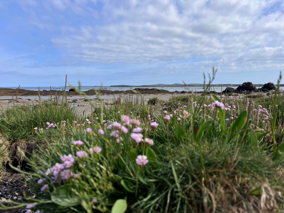 Stylish, Dog Friendly Coastal Bungalow with garden