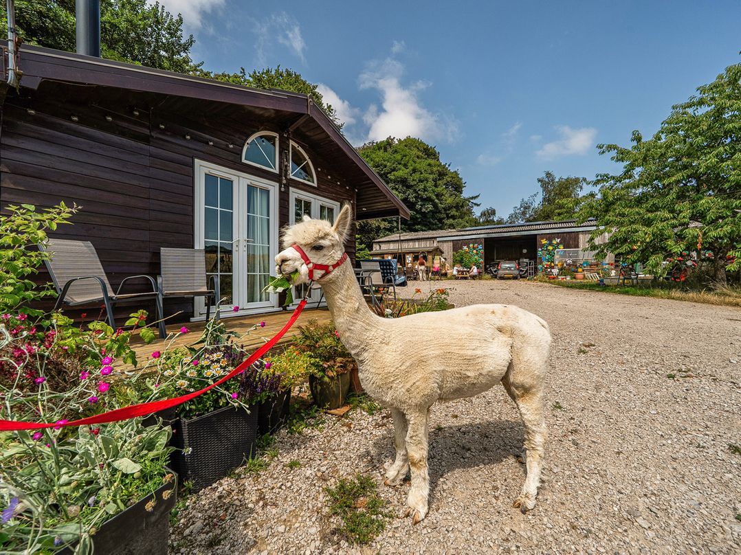 Alpaca Farm Valley Views Sleeps 4 Parking Pets