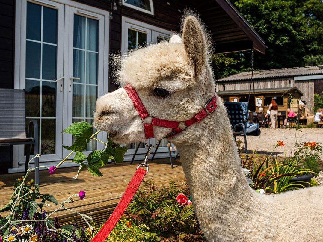 Alpaca Farm Valley Views Sleeps 4 Parking Pets