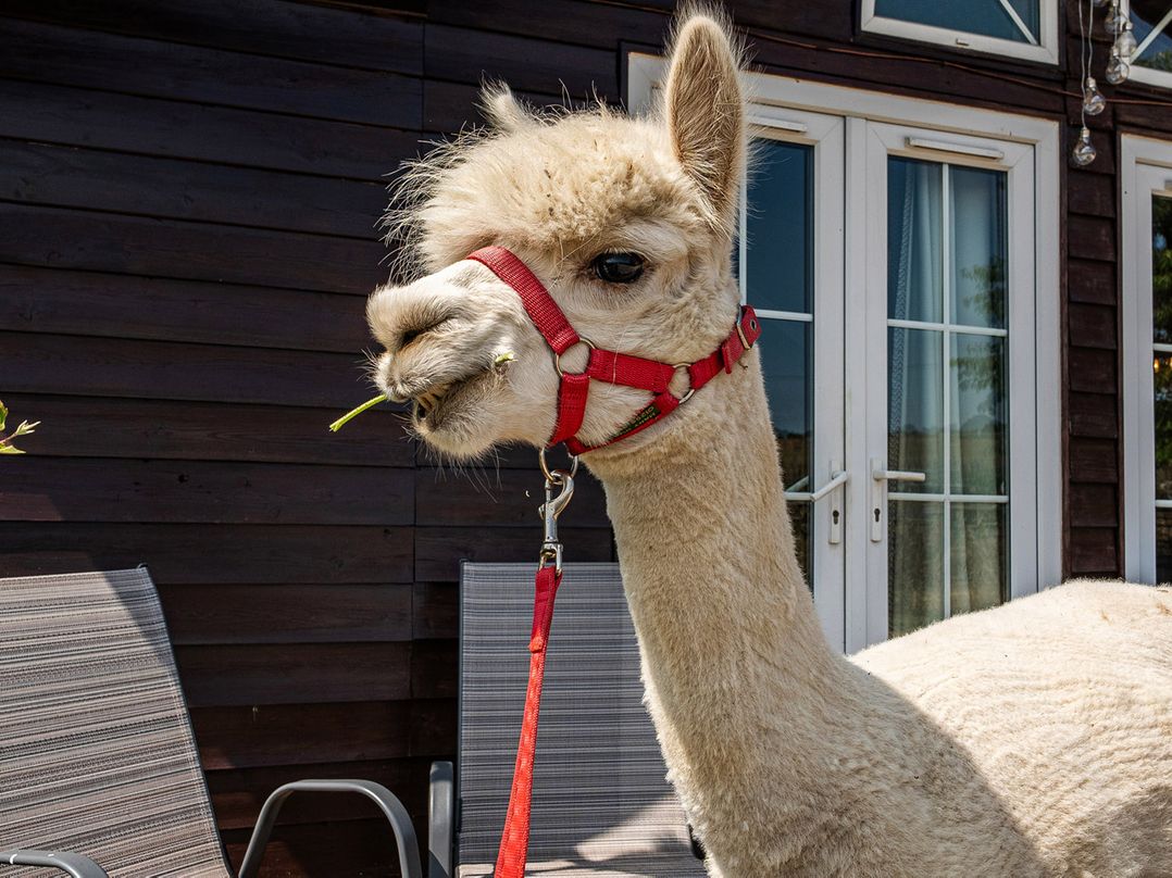 Alpaca Farm Valley Views Sleeps 4 Parking Pets