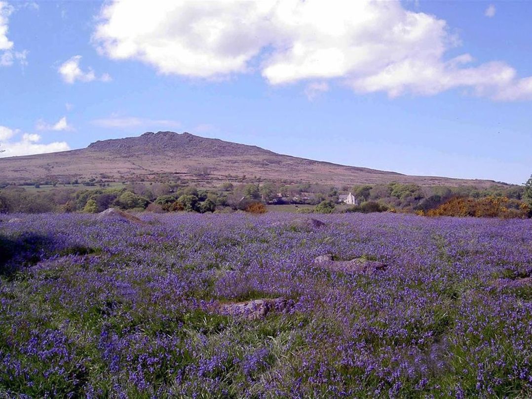 Llys Gwaun
