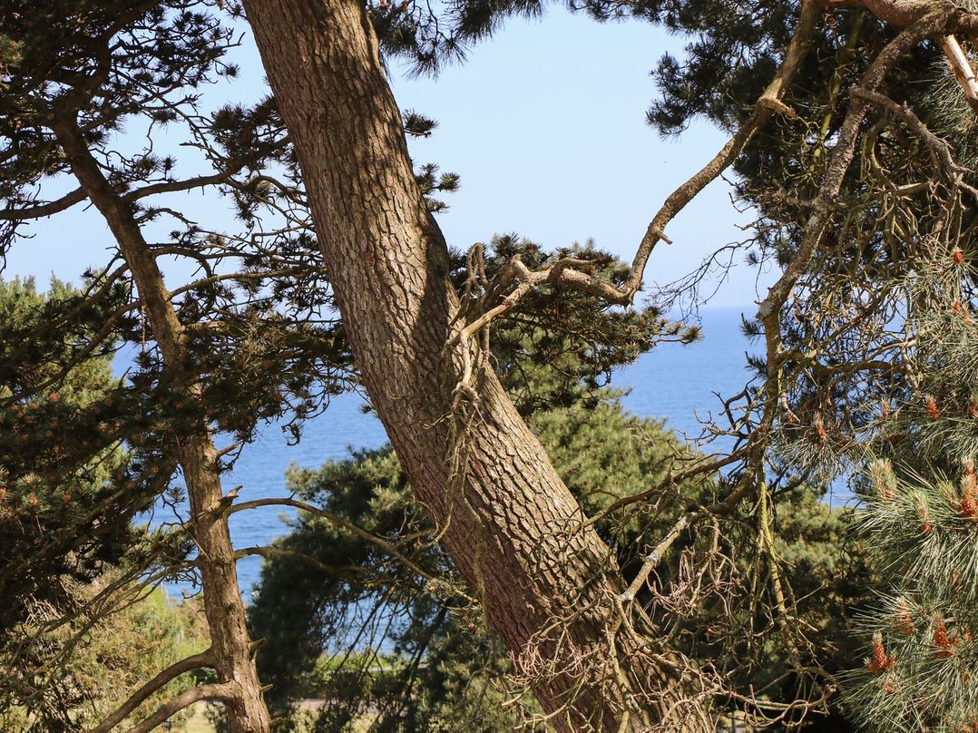 The Pines