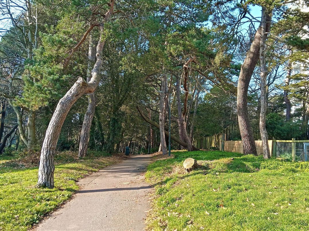 The Pines