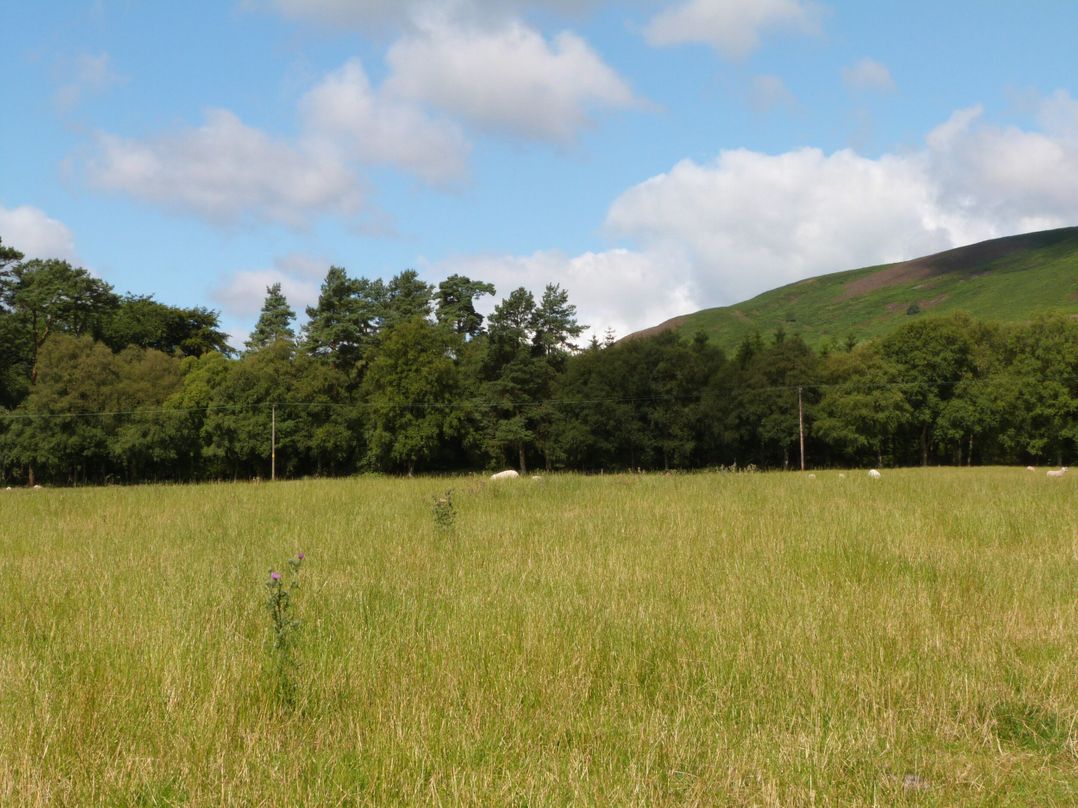 Penymaes