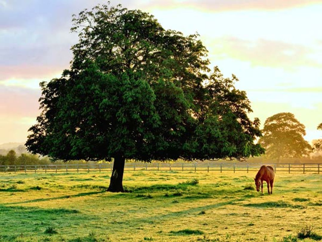 Manor Farm