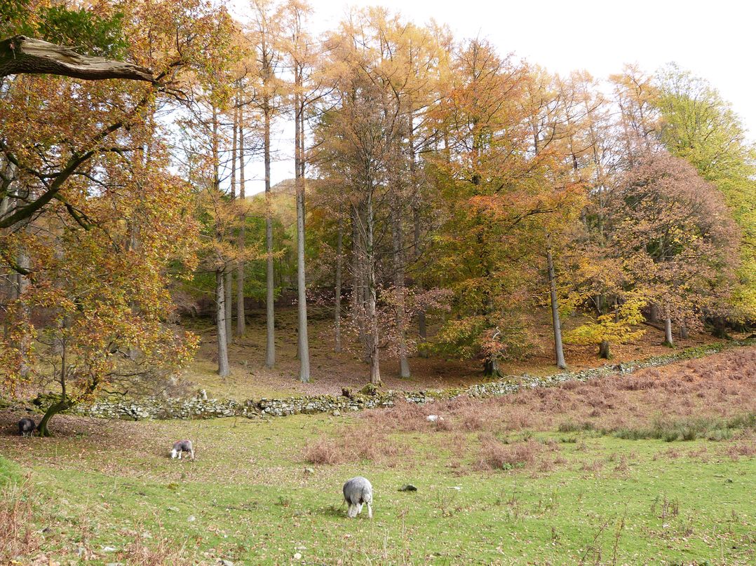 Elm - Woodland Cottages