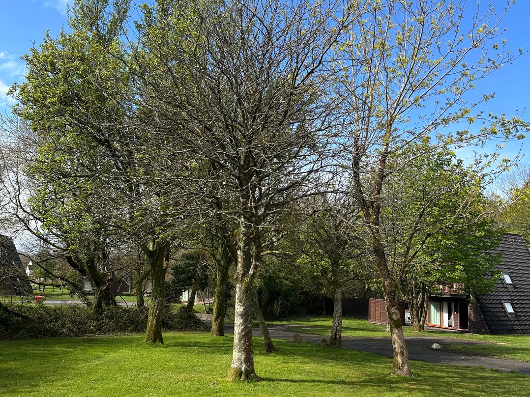 Lodge 22, Bodmin Holiday Park, Cornwall