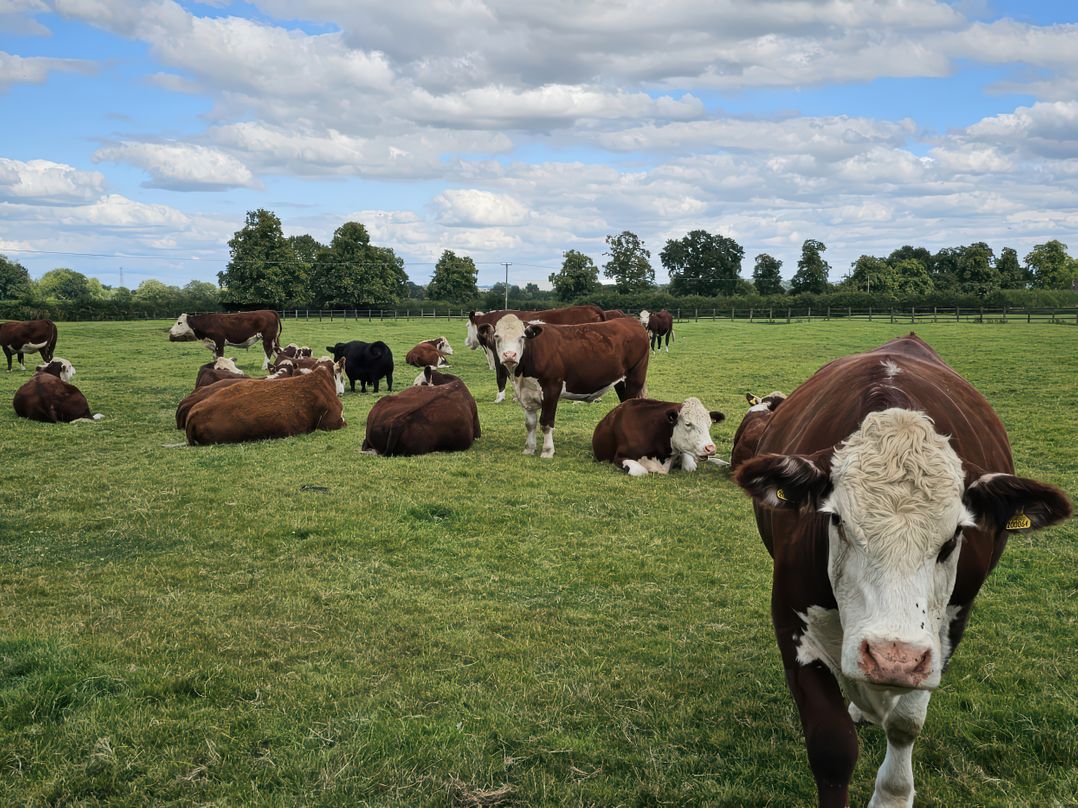 The Creamery