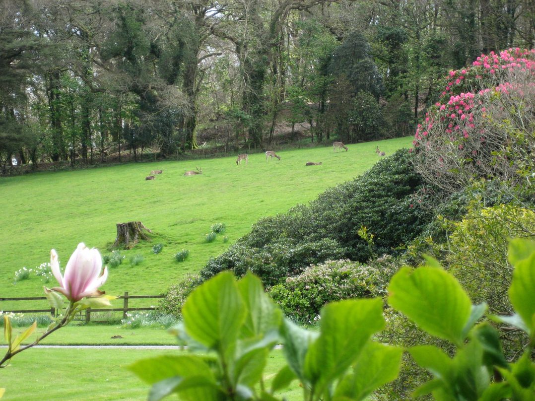 Pigwigs Place