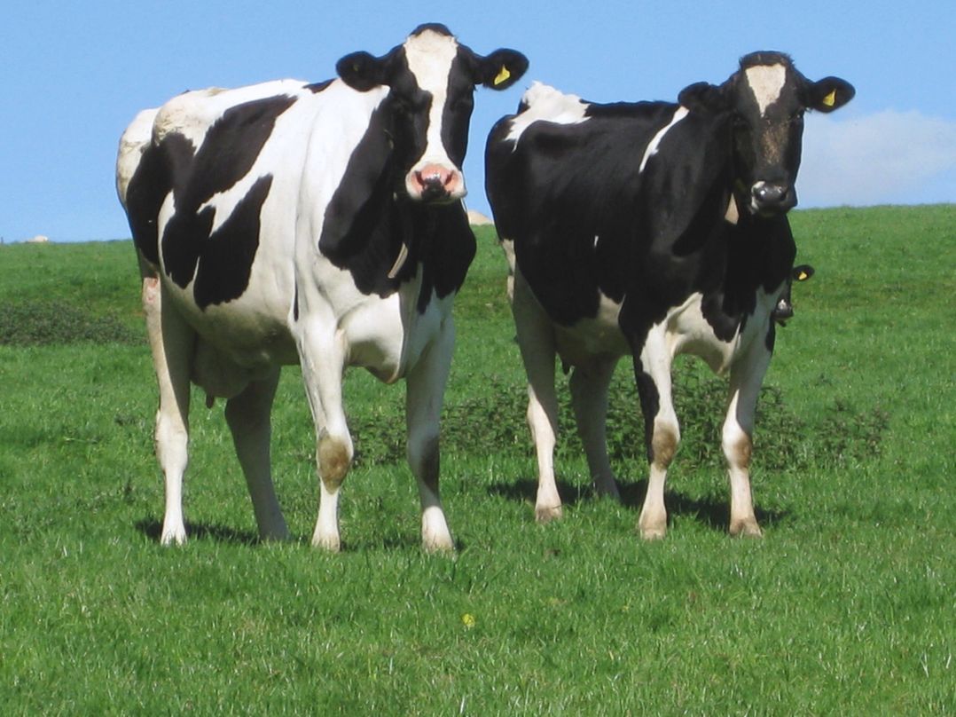Haye Barton Farm