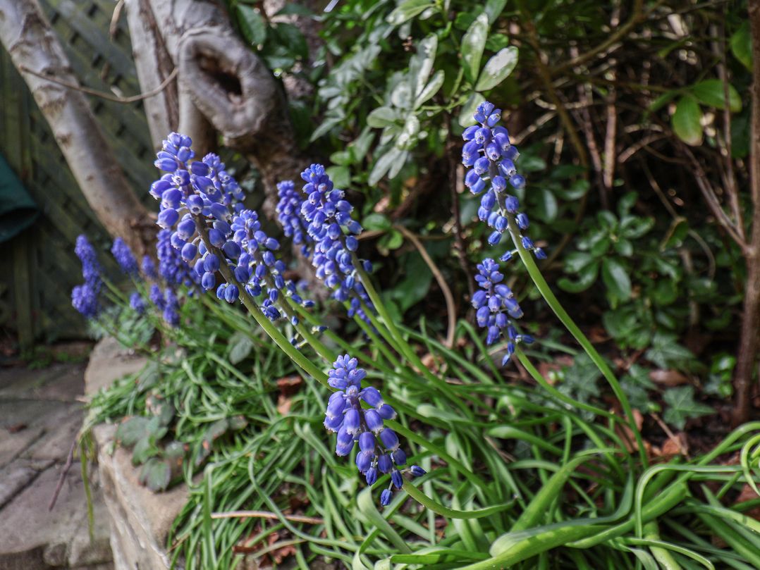 Damson Cottage