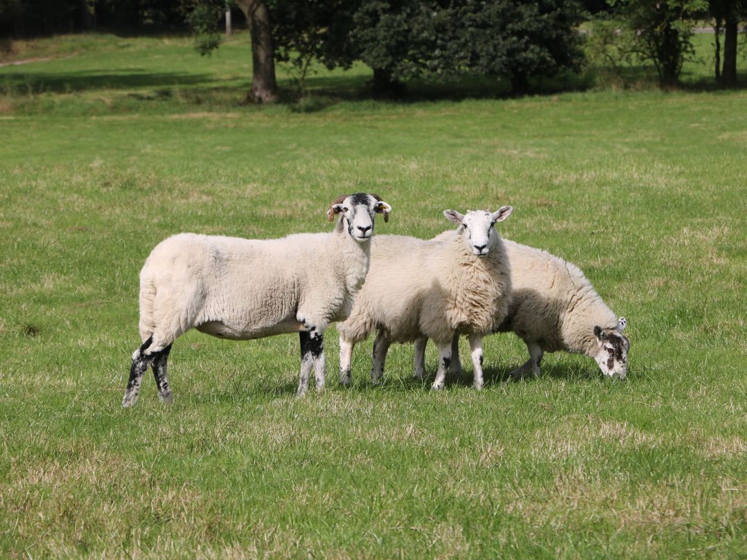 Stoney Cliffe Farm