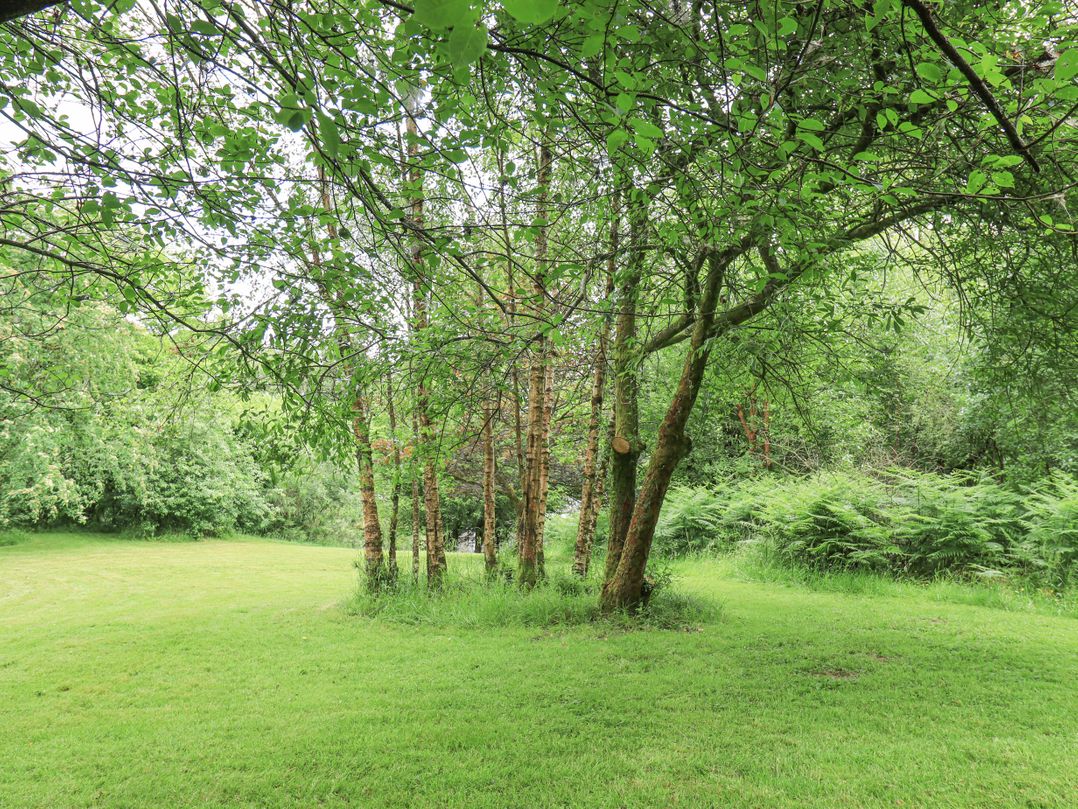 Bracken Ground