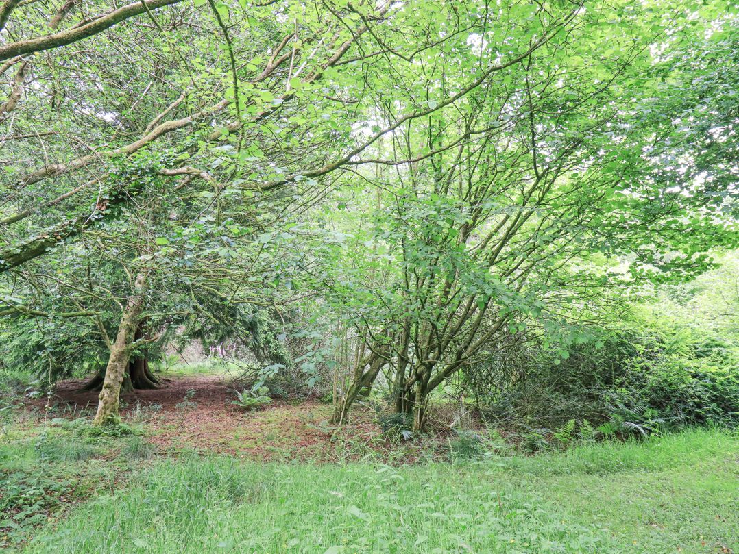 Bracken Ground