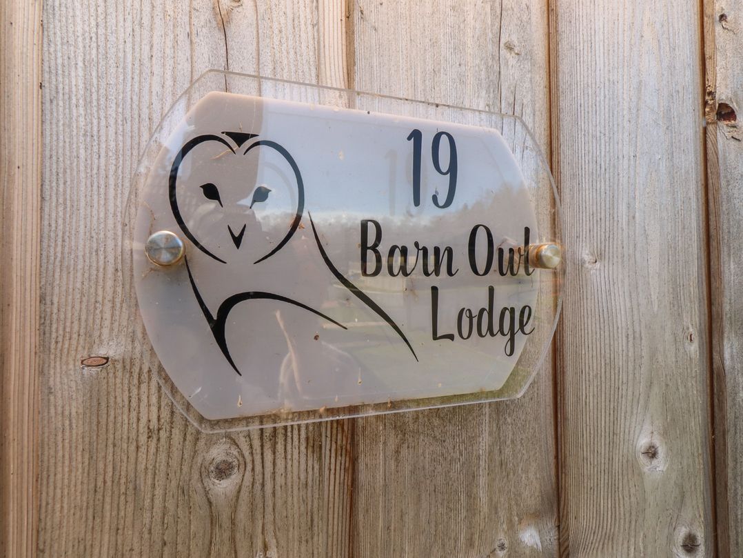 Barn Owl