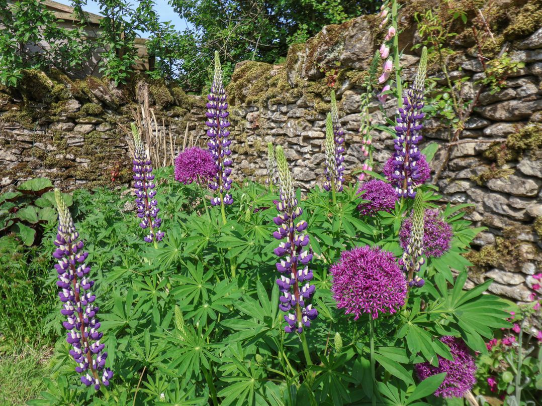 Bute Cottage