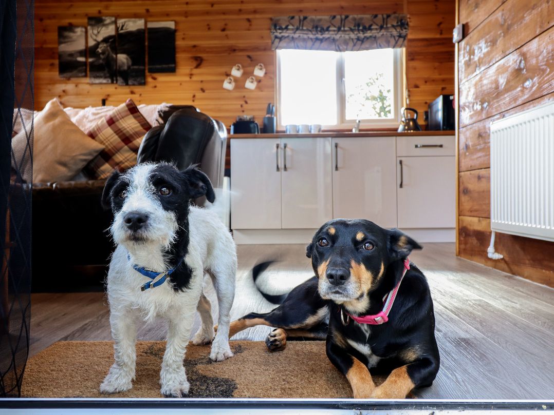 Stag Lodge Pod