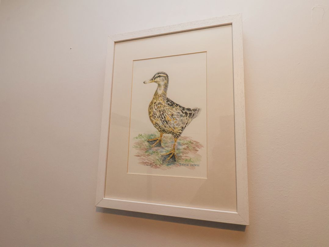 Dabbling Ducks