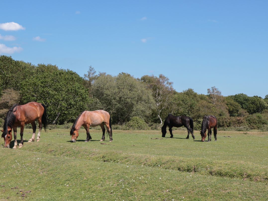 Brook Farm