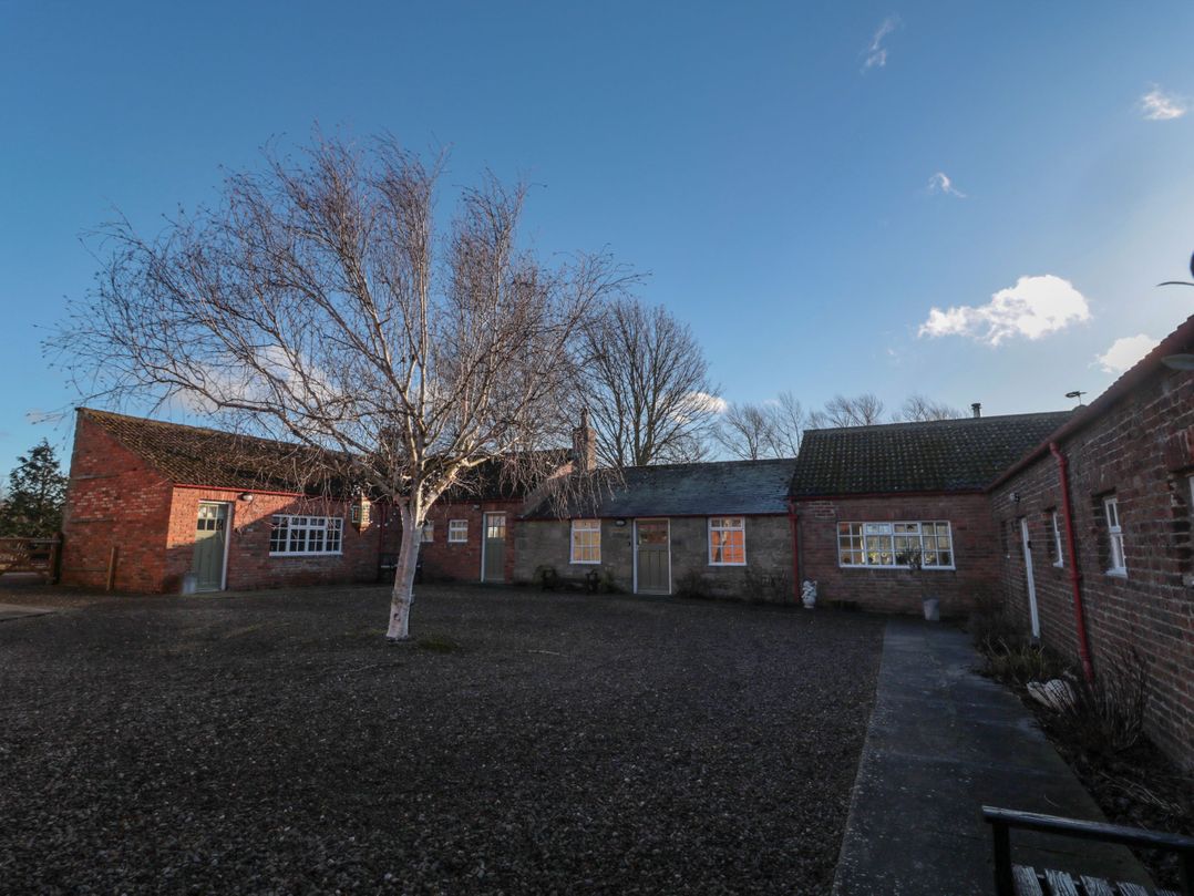 Silverbirch