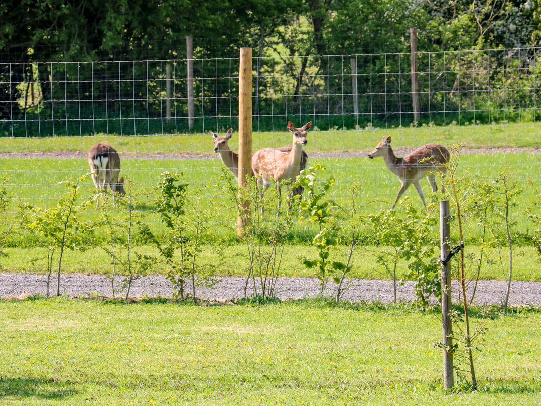No Deer