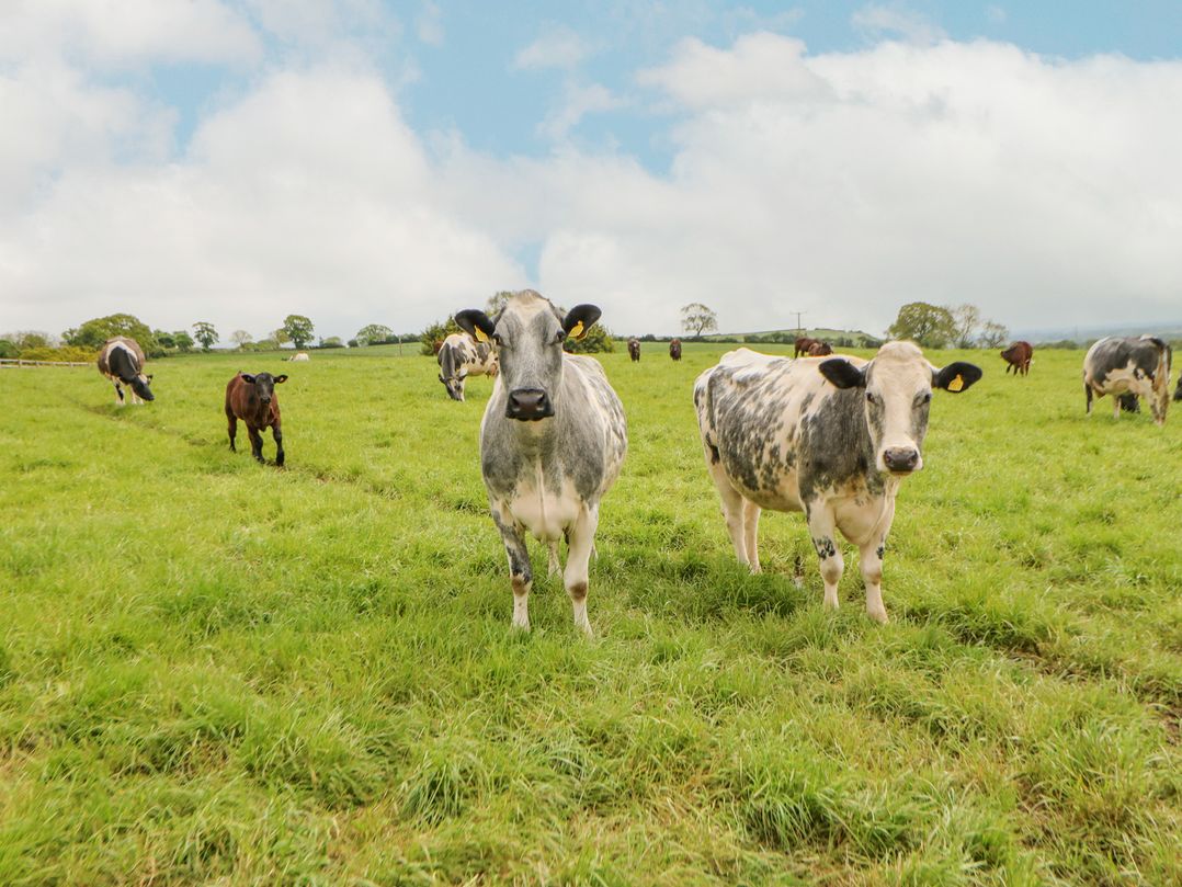 Cow Corner