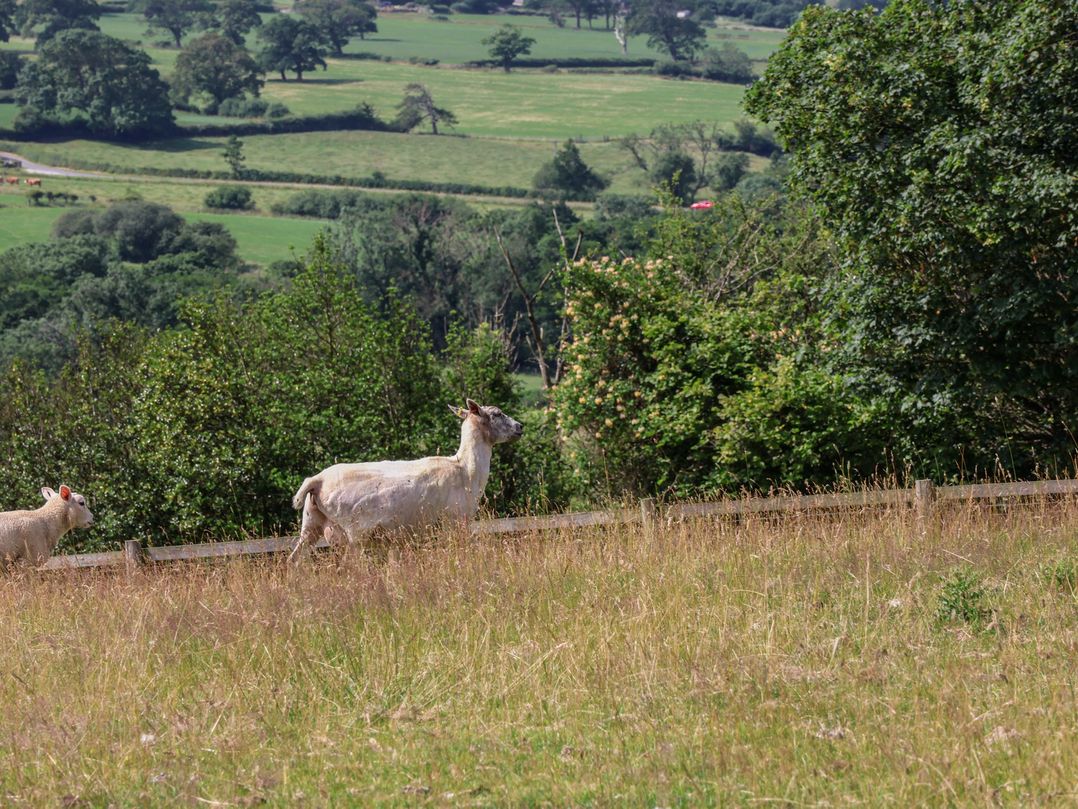 Thistlewoods Shepherds Hut