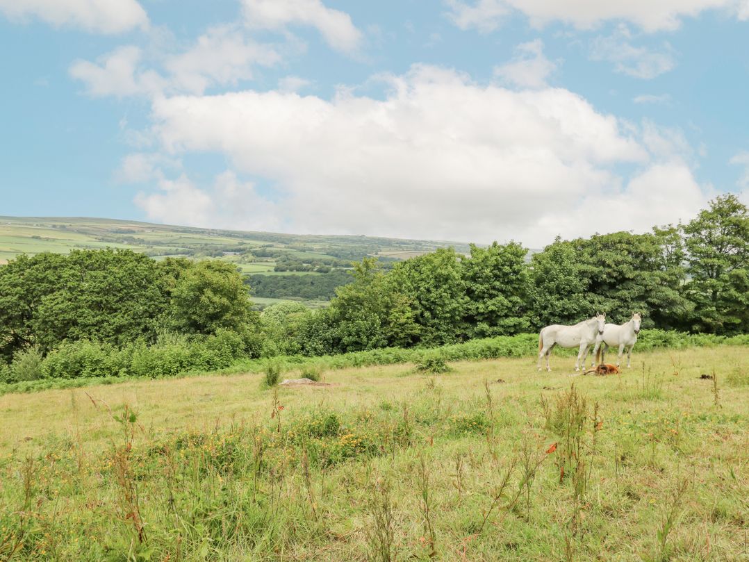 Penfeidr Newydd