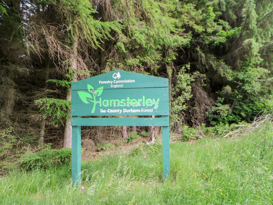Forestside View
